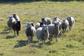 Fototapeta premium White sheep running on a meadow in the morning light
