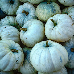 Blue Gourd