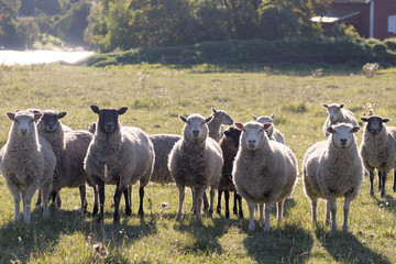 Flock of sheep on a meadow and a lake in the background