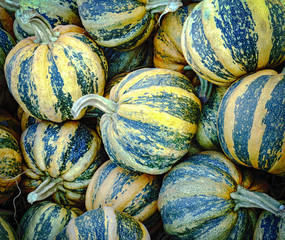 Striped Gourd