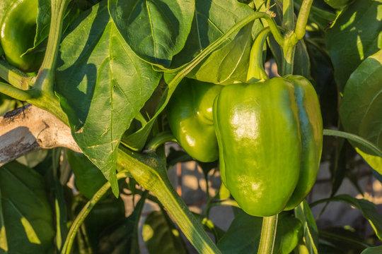 Paprika
