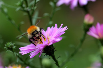 bourdon sur aster 