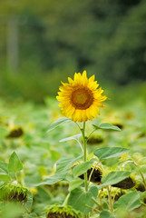 image of sunflowers in the field close up