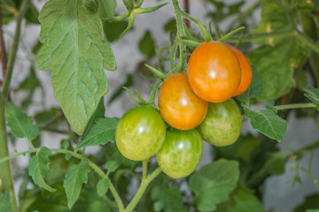 Tomaten