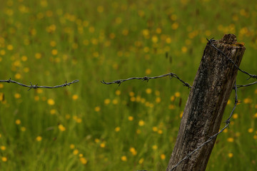 derrière le barbelé 