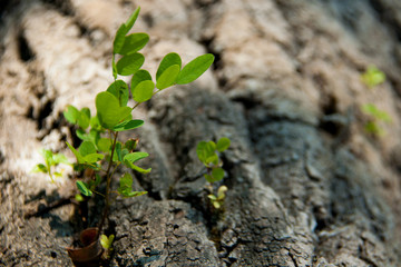 small tree grows from a tree