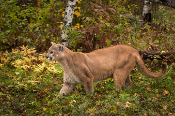 Naklejka na ściany i meble Adult Male Cougar (Puma concolor) Moves Left Through Grass