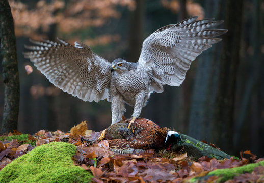 A male Goshawk (Accipiter gentilis) catches his pheasant in the forest.