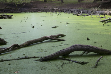 green lake