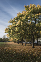 Richmond trees