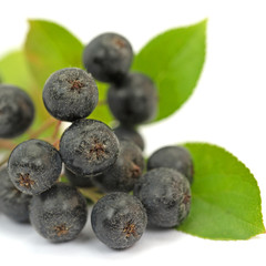 Aroniabeeren, Aronia melanocarpa