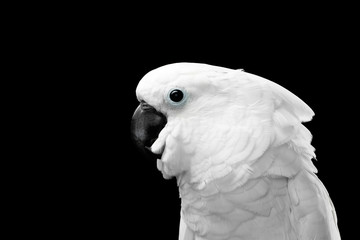 Close-up Crested Cockatoo White alba, Umbrella, Funny Looking in Camera, Indonesia, isolated on Black Background