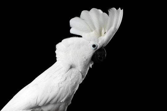 Close-up Crested Cockatoo White alba, Umbrella, Funny Looking in Camera, Indonesia, isolated on Black Background