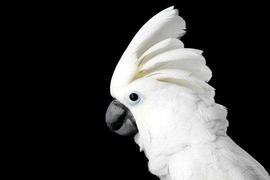 Close-up Crested Cockatoo White alba, Umbrella, Funny Looking in Camera, Indonesia, isolated on Black Background