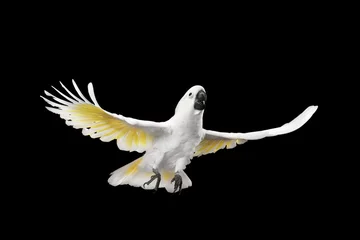 Foto op Canvas Flying Crested Cockatoo White alba, Umbrella, Indonesia, isolated on Black Background, wingspan wings © seregraff
