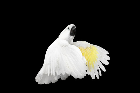 Flying Crested Cockatoo White alba, Umbrella, Indonesia, isolated on Black Background, wingspan wings