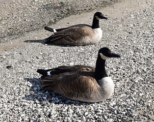 Canadian geese on rocky shore