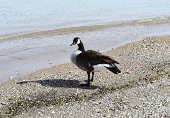 Canadian goose on lake shore
