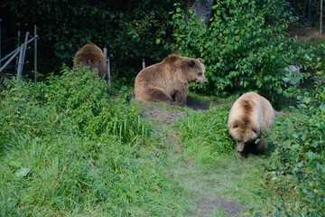 Wildpark