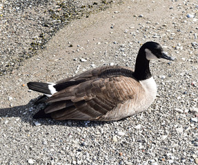 Canadian goose 