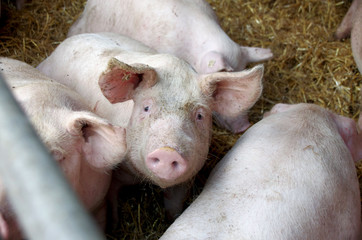 Hausschweine im Schweinestall mit Auslauf