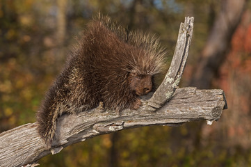 Porcupine (Erethizon dorsatum) Naps on Branch