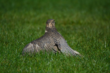 Wildpark