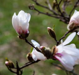 White flowers of the magnolia tree in early spring