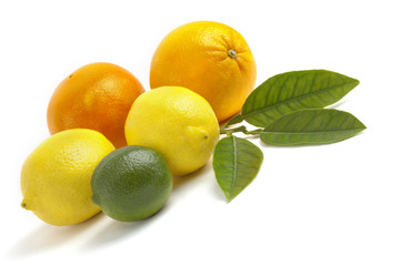 Citrus fruits variety isolated on white background 