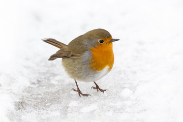 Petirrojo, Erithacus rubecula, en la nieve