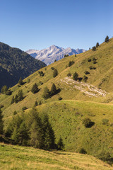Fototapeta na wymiar Flock of sheeps pastures over the mountaing (Ponte di legno, Cas