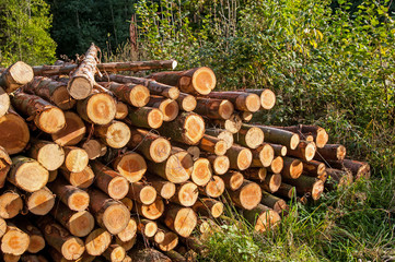 Holzstapel am Waldrand © Sauerlandpics