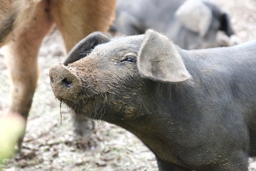 Schweinchen