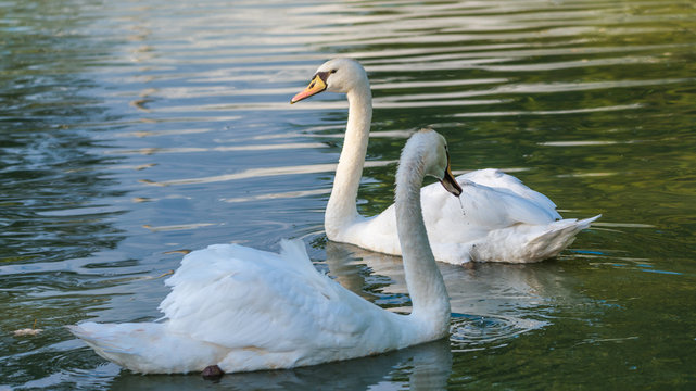 Mating pair of young white Mute swans (Cygnus Olor) swim gracefully around in morning sunlight in a woodland pond. 