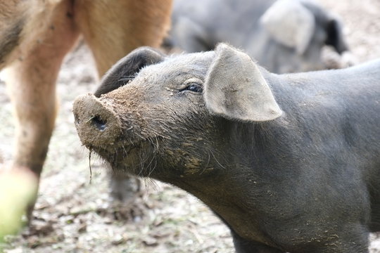 Schweinchen