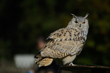 Wildpark