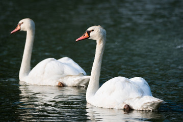 Mating pair of young white Mute swans (Cygnus Olor) swim gracefully around in morning sunlight in a woodland pond. 