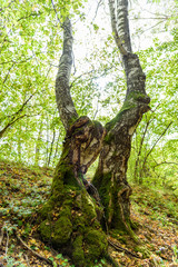 Couple of crooked trees - amazing autumn scenery at Vitosha, Sofia, Bulgaria