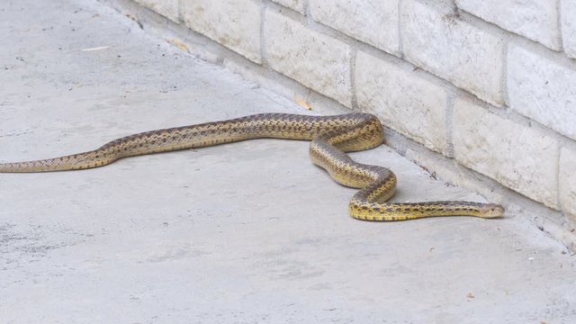 Pacific Gopher Snake Slithering In Home Patio Southern California. 