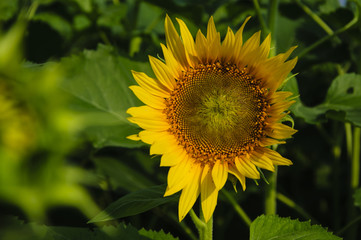 Sunflower closeup background and texture
