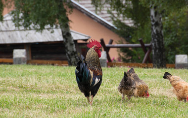 Rooster and chickens