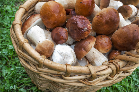 Many boletus mushrooms in  basket