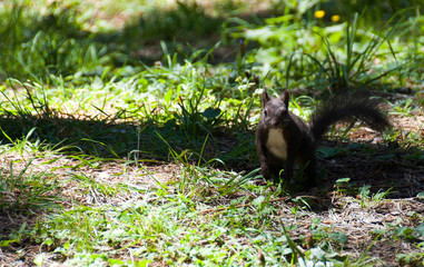 Squirrel in the park on Zlatibor