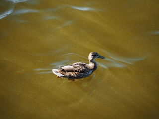 Obraz premium Duck in the water blossoms, top view