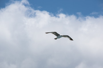 View on seagull