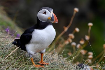 Puffin
