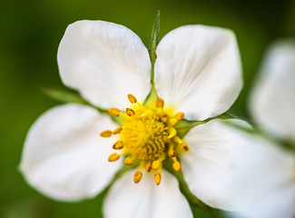 Fototapeta na wymiar White flower of the wild strawberry (Fragaria vesca)