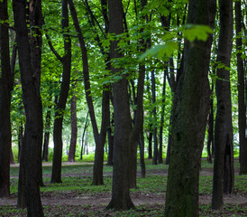 Green forest with maple trees