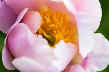 Fototapeta na wymiar Pale pink peony flower