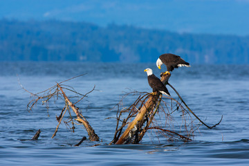 Bald Eagles sitting on tree stump, British Columbia Vancouver Island, Canada © birdiegal